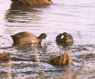 American Coots