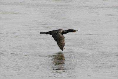 Cormorant Flying