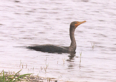 Cormorant