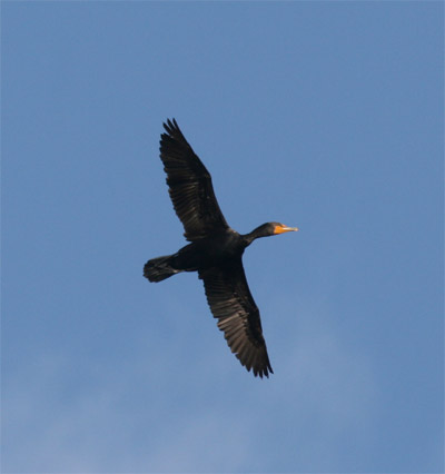 Cormorant Flying