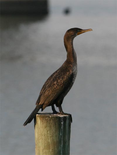 Cormorant