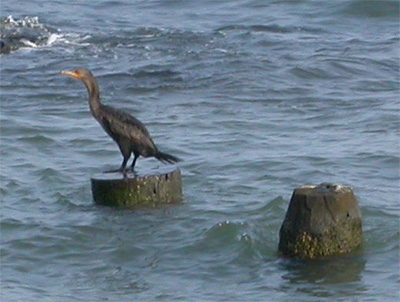 cormorant