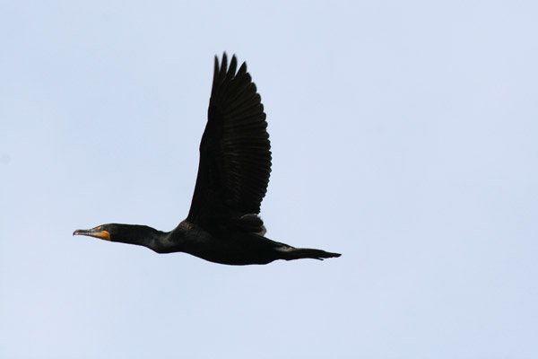 Double-crested Cormorant