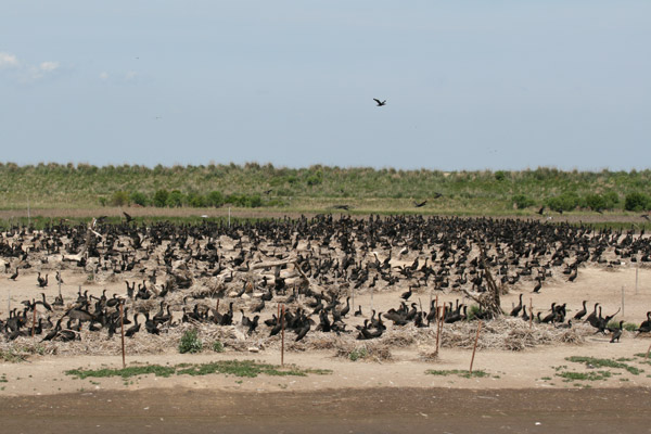 Double-crested Cormorant