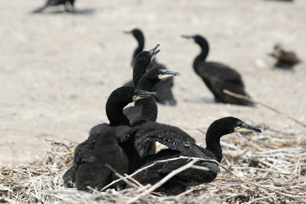 Double-crested Cormorant