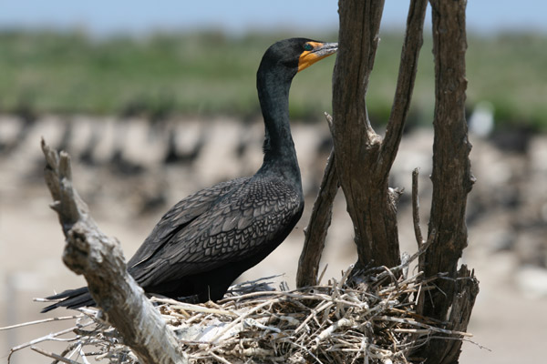 Double-crested Cormorant