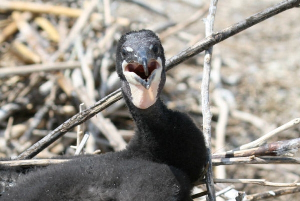 Double-crested Cormorant