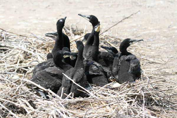 Double-crested Cormorant