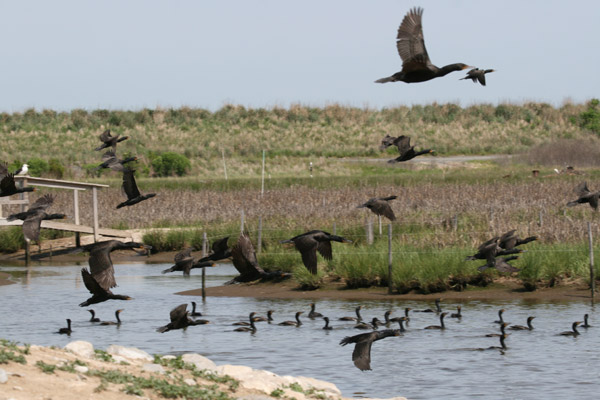 Double-crested Cormorant