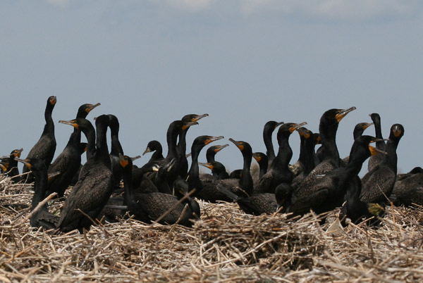 Double-crested Cormorant