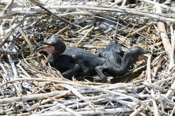 Double-crested Cormorant