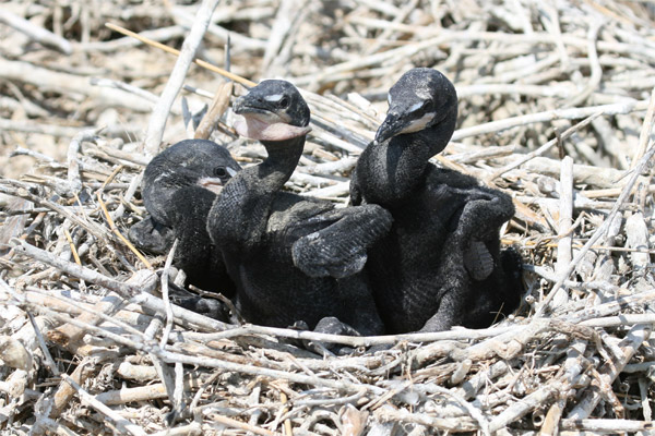 Double-crested Cormorant