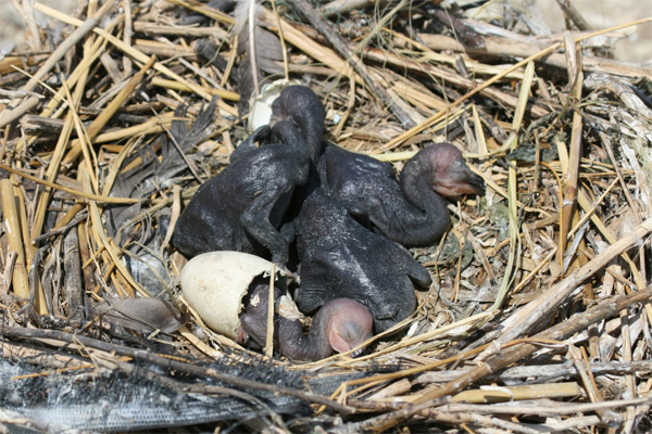 Double-crested Cormorant