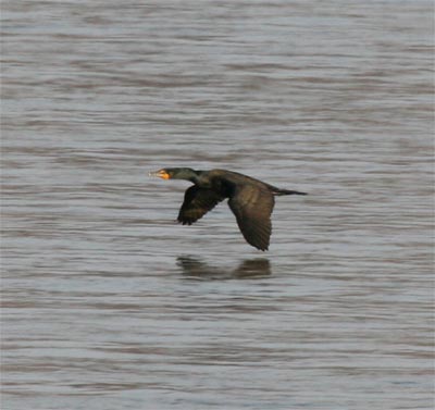 Cormorant Flying