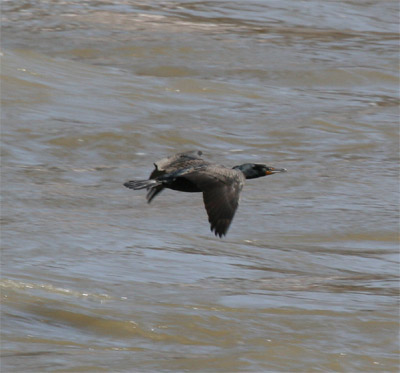 Cormorant Flying