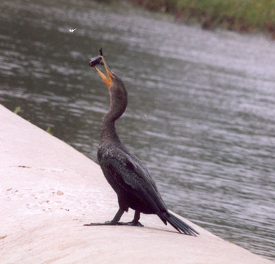 Cormorant eating frog