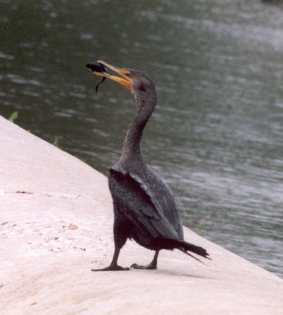 Cormorant eating frog