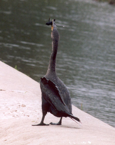 Cormorant eating frog