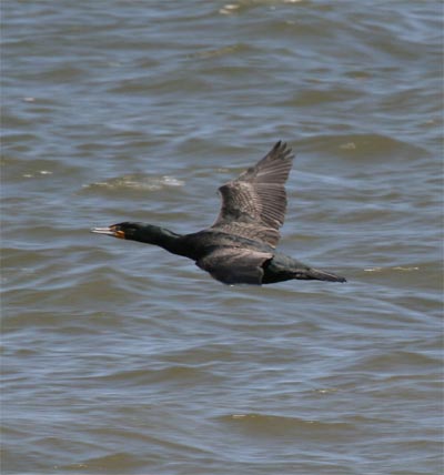 Cormorants Flying