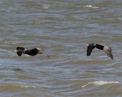 Cormorants Flying