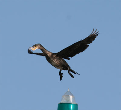 Cormorant Landing