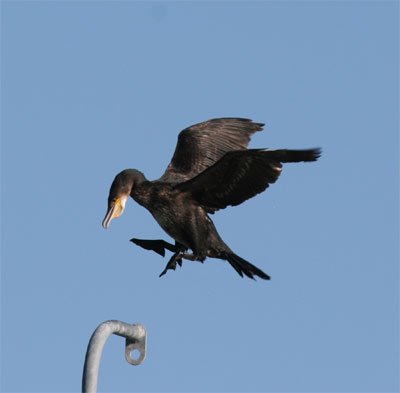 Cormorant Landing