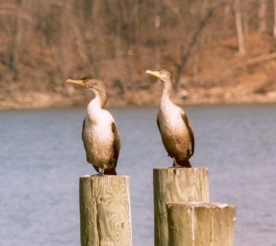 Juvenile Cormorants