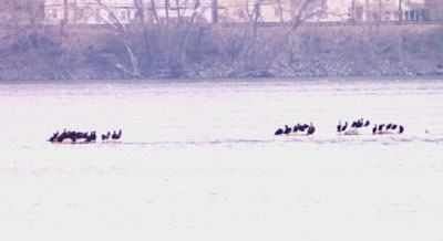 Cormorants