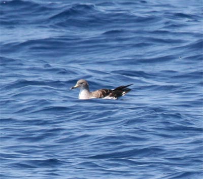 Cory's Shearwater