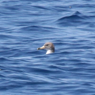 Cory's Shearwater