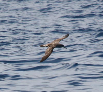 Cory's Shearwater