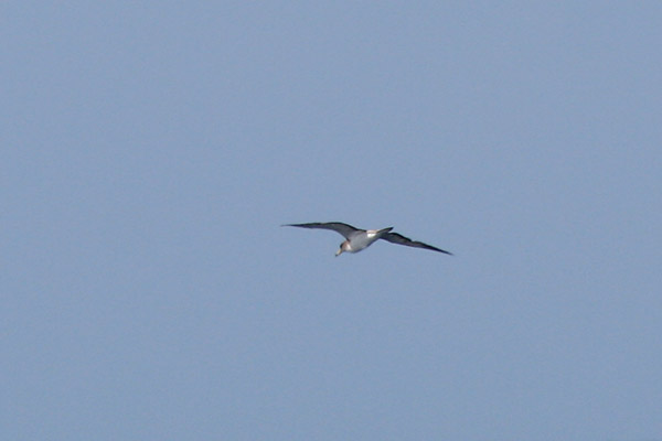 Cory's Shearwater