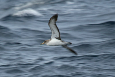 Cory's Shearwater