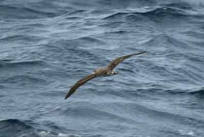 Cory's Shearwater