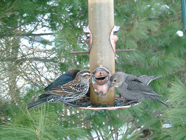 Brown-headed Cowbirds