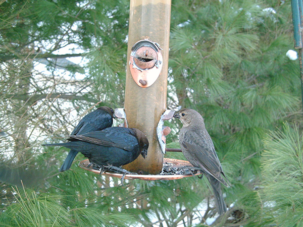 Brown-headed Cowbirds