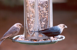 Brown-headed Cowbirds