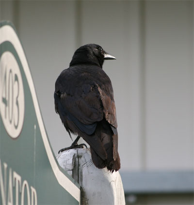 American Crow