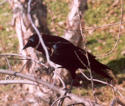 American Crow