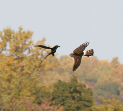 Northern Harrier and Crow