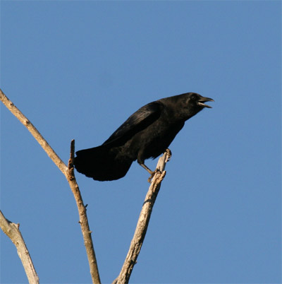 American Crow