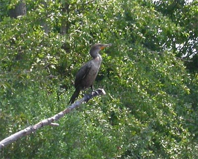 Cormorant