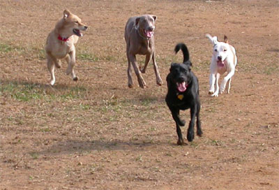 Dogs running