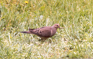 Mourning Dove