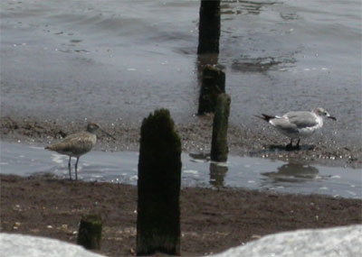 Dowitcher and Gull