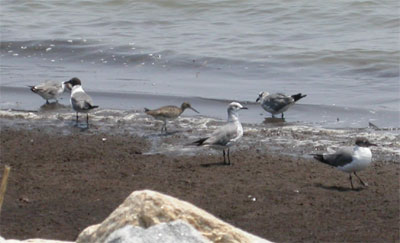Dowitcher and Gulls