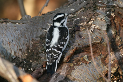 Downy Woodpecker