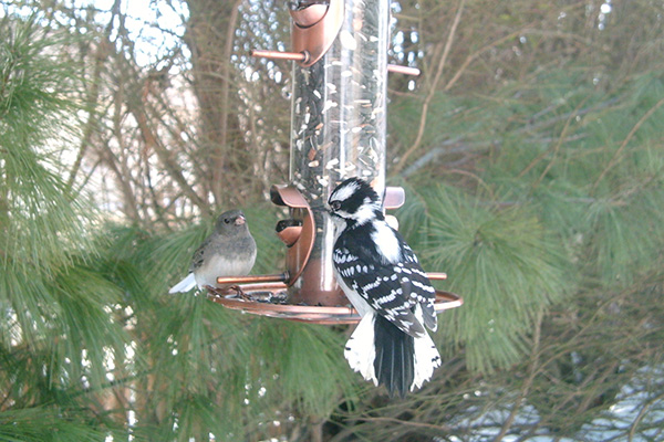 Downy Woodpecker