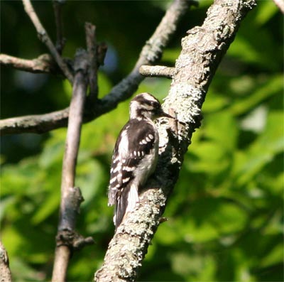 Downy Woodpecker