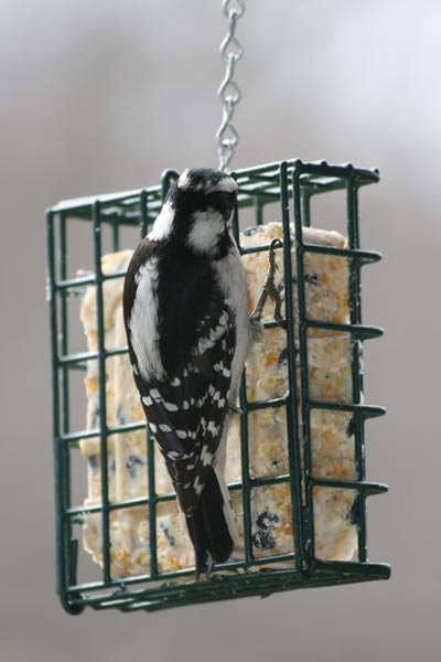 Downy Woodpecker